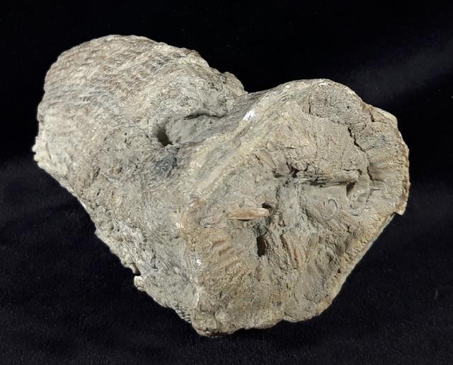 Hippurites (Vaccinites) cf. gosaviensis DOUVILLE 1891 - Bild © FossNet FossilienStore